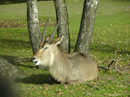 Waterbuck at the Safaripark Beekse Bergen, viewed from the car during the Autosafari