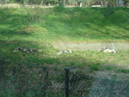 African Wild Dogs at the Safaripark Beekse Bergen, viewed from the car during the Autosafari