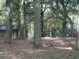 African Wild Dogs at the Safaripark Beekse Bergen, viewed from the car during the Autosafari