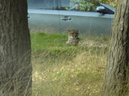 Cheetah at the Safaripark Beekse Bergen, viewed from the car during the Autosafari