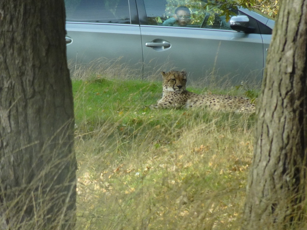 Cheetah at the Safaripark Beekse Bergen, viewed from the car during the Autosafari