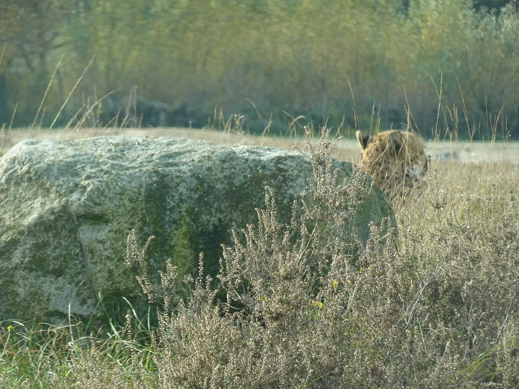 Cheetah at the Safaripark Beekse Bergen, viewed from the car during the Autosafari