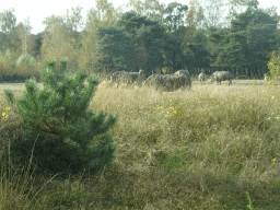 Square-lipped Rhinoceroses at the Safaripark Beekse Bergen, viewed from the car during the Autosafari