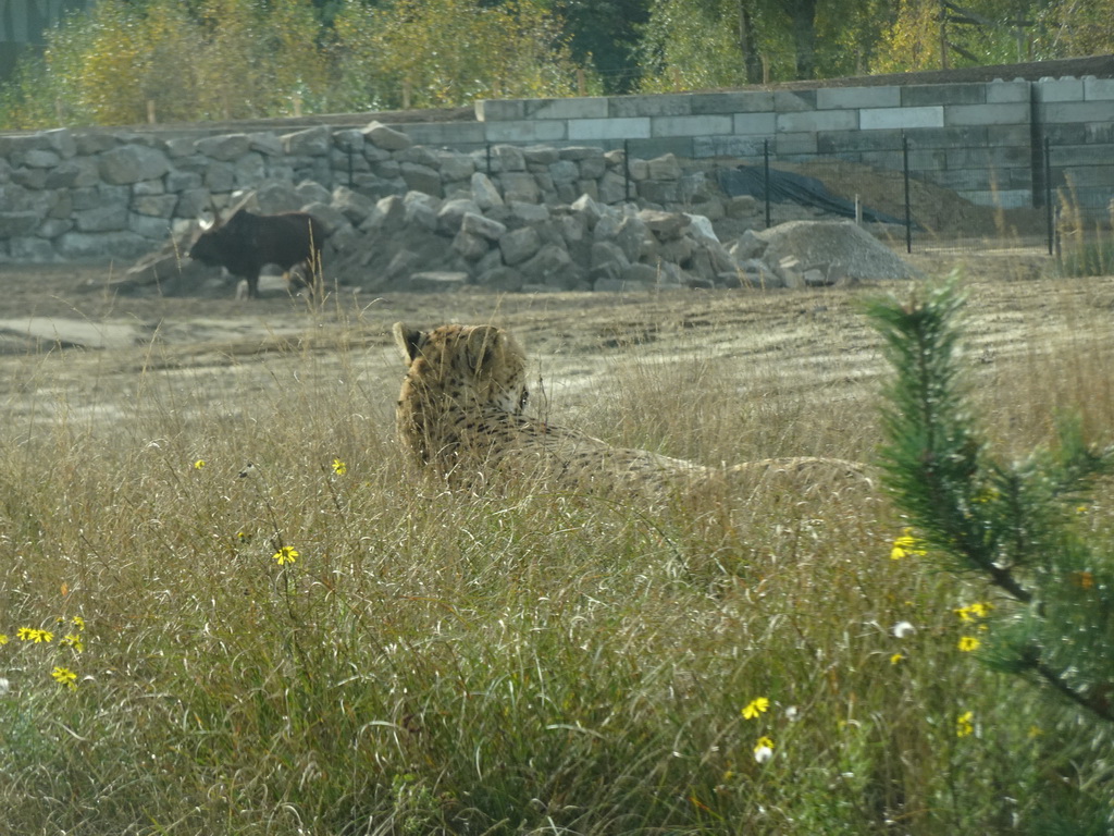 Cheetah and African Buffalo at the Safaripark Beekse Bergen, viewed from the car during the Autosafari