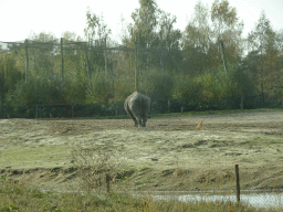 Square-lipped Rhinoceros at the Safaripark Beekse Bergen, viewed from the car during the Autosafari