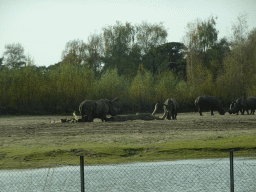 Square-lipped Rhinoceroses at the Safaripark Beekse Bergen, viewed from the car during the Autosafari