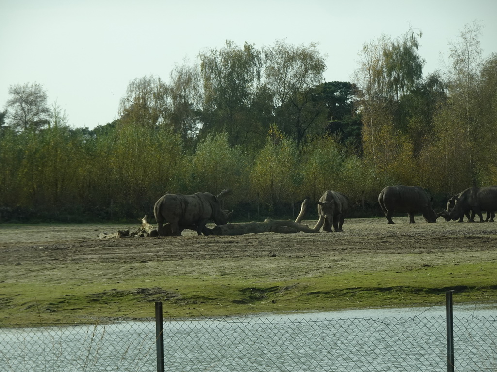 Square-lipped Rhinoceroses at the Safaripark Beekse Bergen, viewed from the car during the Autosafari