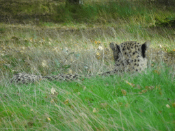 Cheetah at the Safaripark Beekse Bergen, viewed from the car during the Autosafari