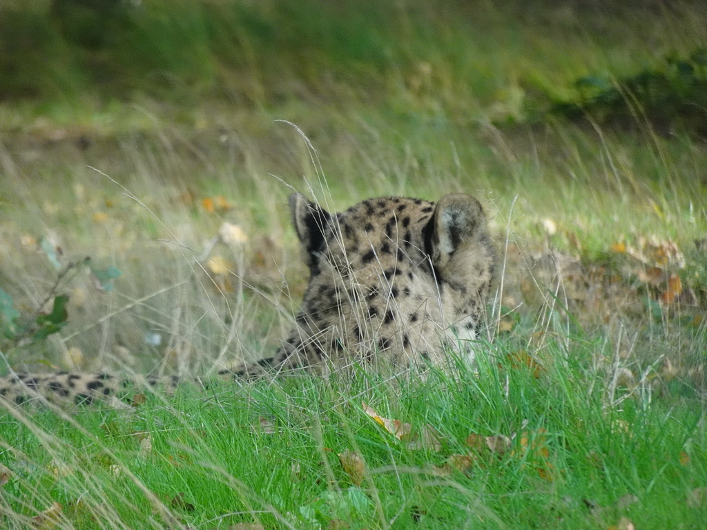 Head of a Cheetah at the Safaripark Beekse Bergen, viewed from the car during the Autosafari