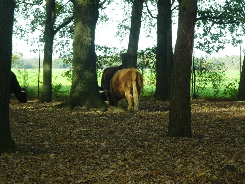 Highland Cattle at the Safaripark Beekse Bergen, viewed from the car during the Autosafari