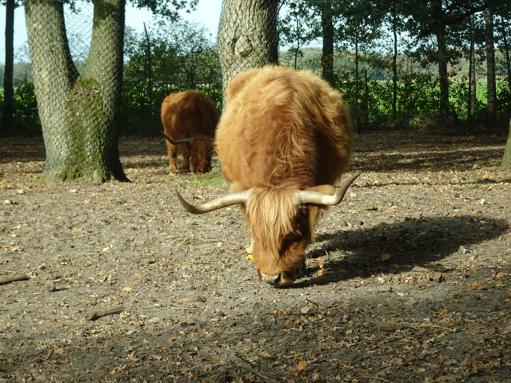 Highland Cattle at the Safaripark Beekse Bergen, viewed from the car during the Autosafari