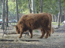 Highland Cattle at the Safaripark Beekse Bergen, viewed from the car during the Autosafari