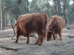 Highland Cattle at the Safaripark Beekse Bergen, viewed from the car during the Autosafari