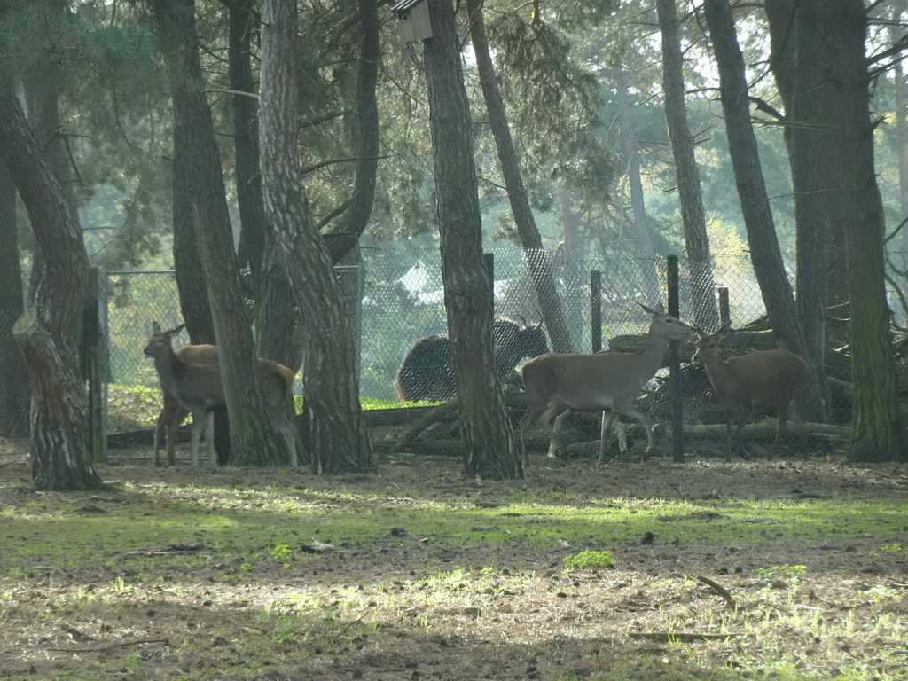 Red Deer and Highland Cattle at the Safaripark Beekse Bergen, viewed from the car during the Autosafari