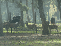 Red Deer and Highland Cattle at the Safaripark Beekse Bergen, viewed from the car during the Autosafari