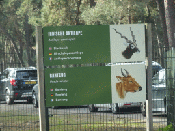 Explanation on the Blackbuck and Banteng at the Safaripark Beekse Bergen, viewed from the car during the Autosafari