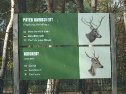 Explanation on the Père David`s Deer and Chital at the Safaripark Beekse Bergen, viewed from the car during the Autosafari