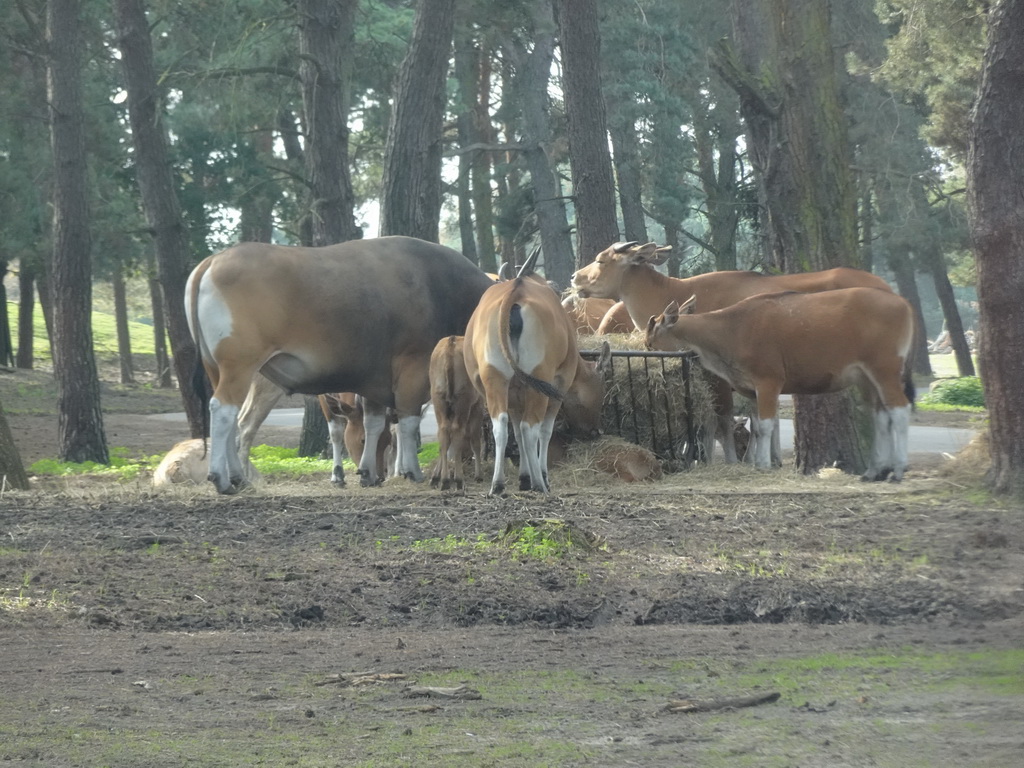 Bantengs at the Safaripark Beekse Bergen, viewed from the car during the Autosafari