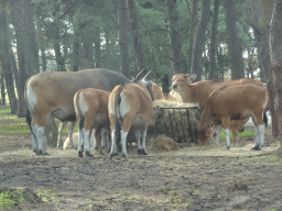 Bantengs at the Safaripark Beekse Bergen, viewed from the car during the Autosafari