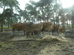 Bantengs at the Safaripark Beekse Bergen, viewed from the car during the Autosafari