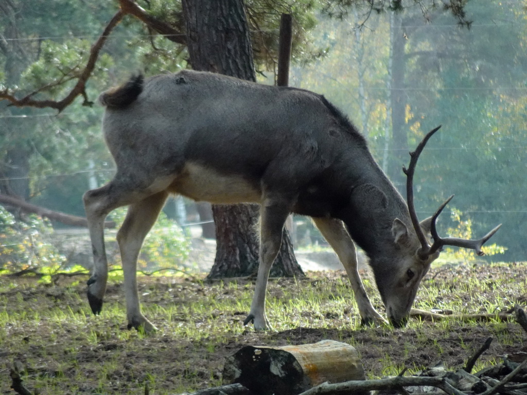 Père David`s Deer at the Safaripark Beekse Bergen, viewed from the car during the Autosafari