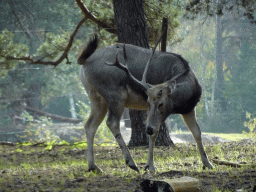 Père David`s Deer at the Safaripark Beekse Bergen, viewed from the car during the Autosafari