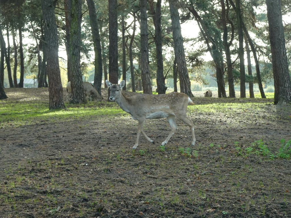 Chitals at the Safaripark Beekse Bergen, viewed from the car during the Autosafari