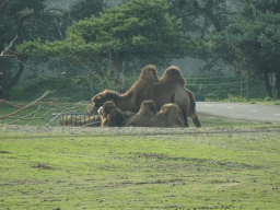 Camels at the Safaripark Beekse Bergen, viewed from the car during the Autosafari