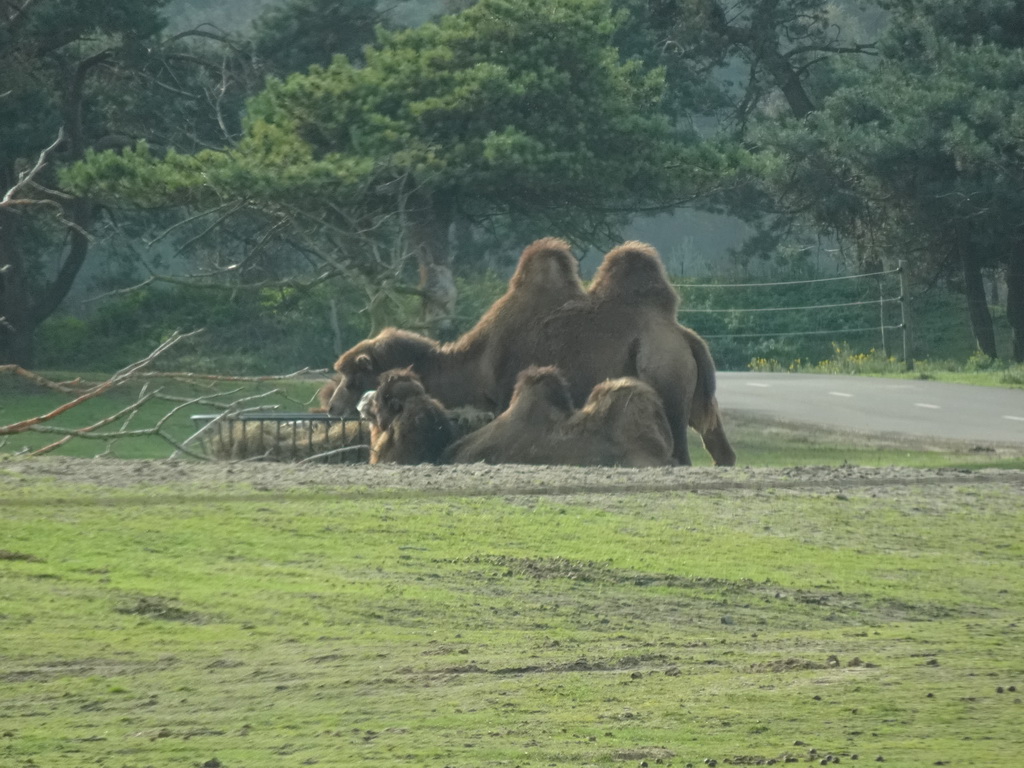 Camels at the Safaripark Beekse Bergen, viewed from the car during the Autosafari