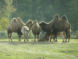 Camels and Przewalski`s Horses at the Safaripark Beekse Bergen, viewed from the car during the Autosafari