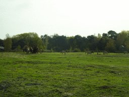 Camels and Przewalski`s Horses at the Safaripark Beekse Bergen, viewed from the car during the Autosafari