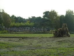 Camels and the Birds of Prey Safari area at the Safaripark Beekse Bergen, viewed from the car during the Autosafari