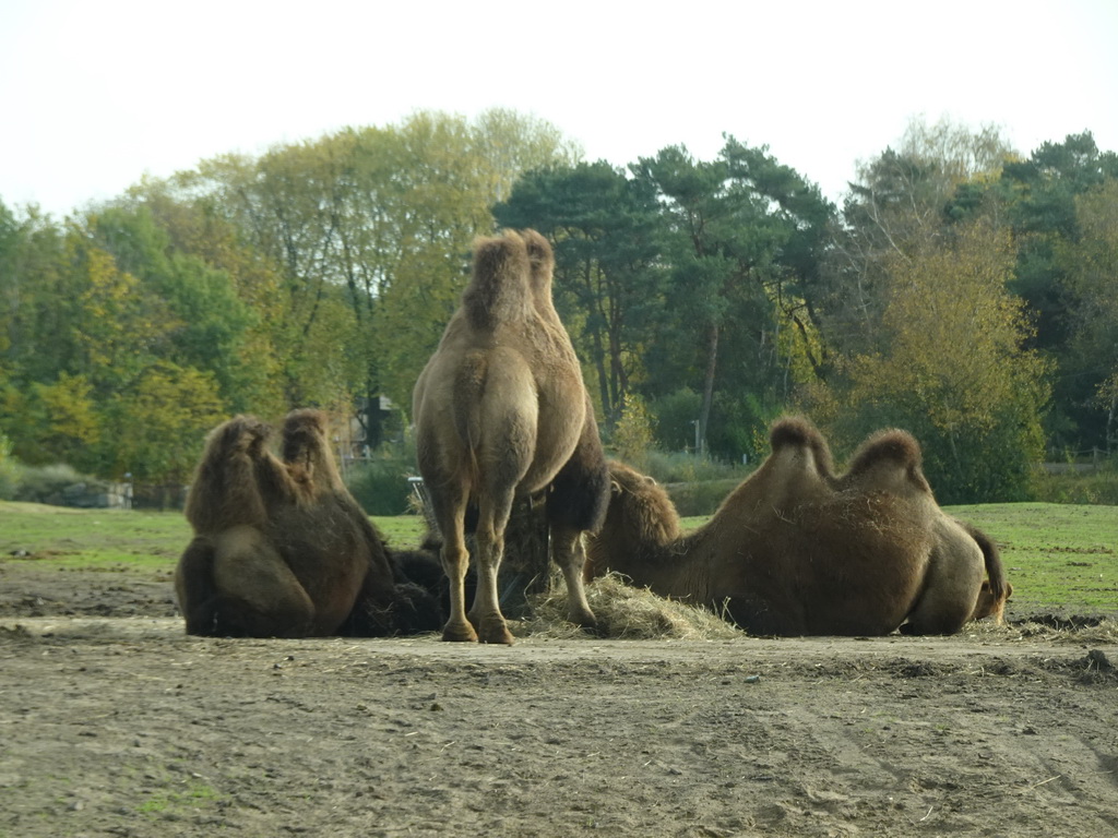 Camels at the Safaripark Beekse Bergen, viewed from the car during the Autosafari