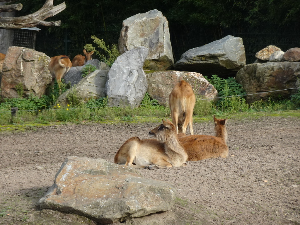 Nile Lechwes at the Safaripark Beekse Bergen