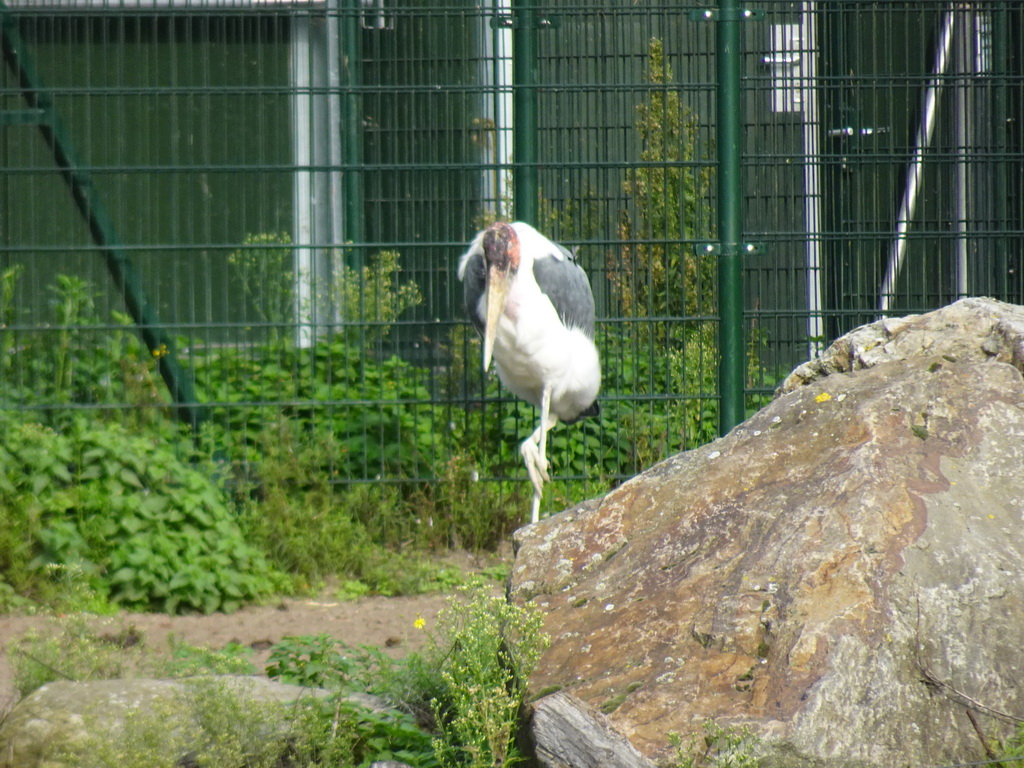 Marabou Stork at the Safaripark Beekse Bergen