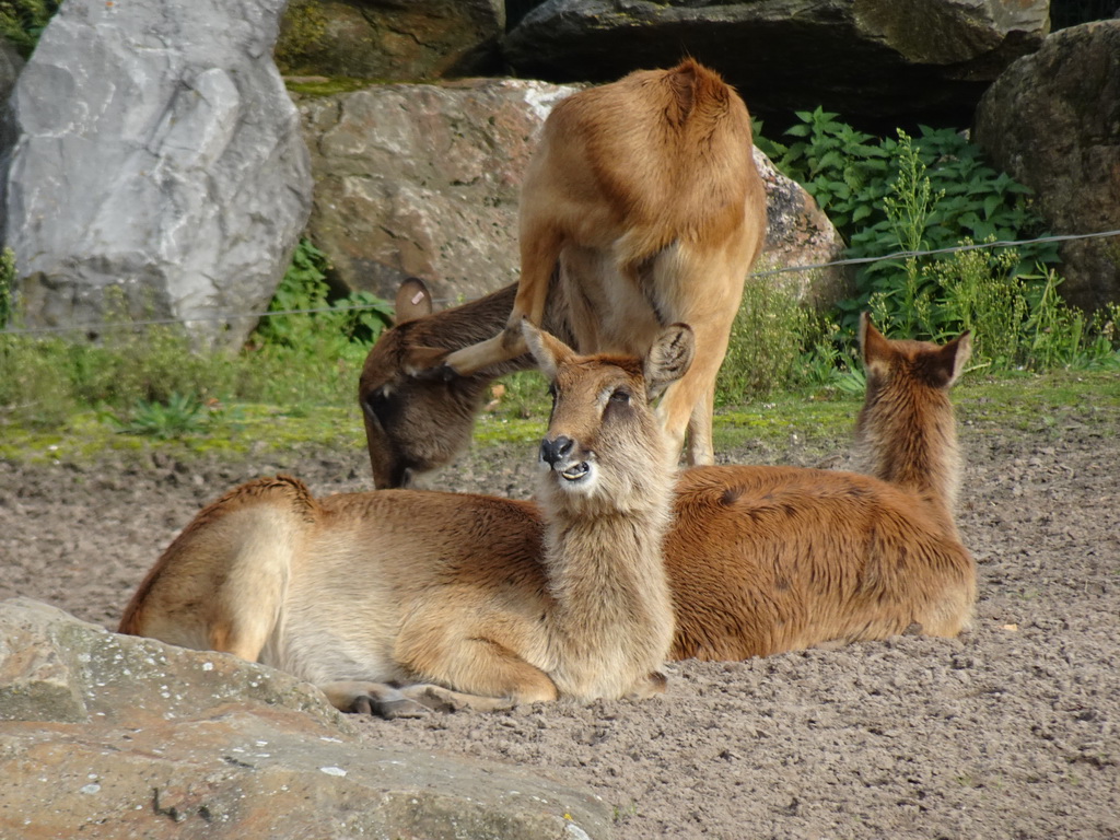 Nile Lechwes at the Safaripark Beekse Bergen