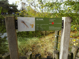 Explanation on the Great White Pelican at the Safaripark Beekse Bergen