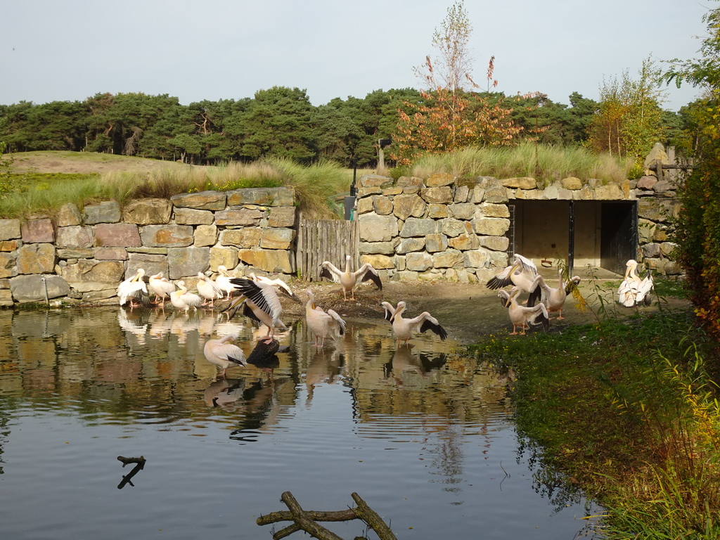 Great White Pelicans at the Safaripark Beekse Bergen