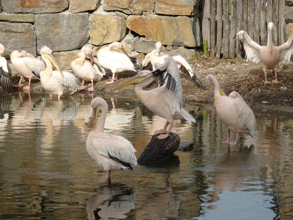 Great White Pelicans at the Safaripark Beekse Bergen