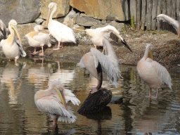 Great White Pelicans at the Safaripark Beekse Bergen