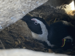 Brooding African Penguin at the Safaripark Beekse Bergen