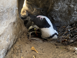 Brooding African Penguin at the Safaripark Beekse Bergen