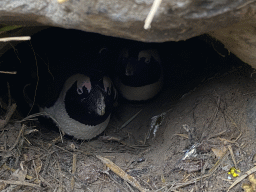 Brooding African Penguins at the Safaripark Beekse Bergen