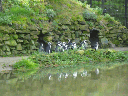 African Penguins at the Safaripark Beekse Bergen