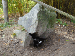 Rock with brooding African Penguins at the Safaripark Beekse Bergen