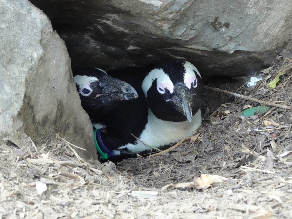 Brooding African Penguins at the Safaripark Beekse Bergen