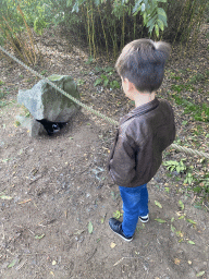 Max with brooding African Penguins at the Safaripark Beekse Bergen