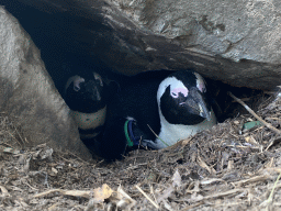 Brooding African Penguins at the Safaripark Beekse Bergen