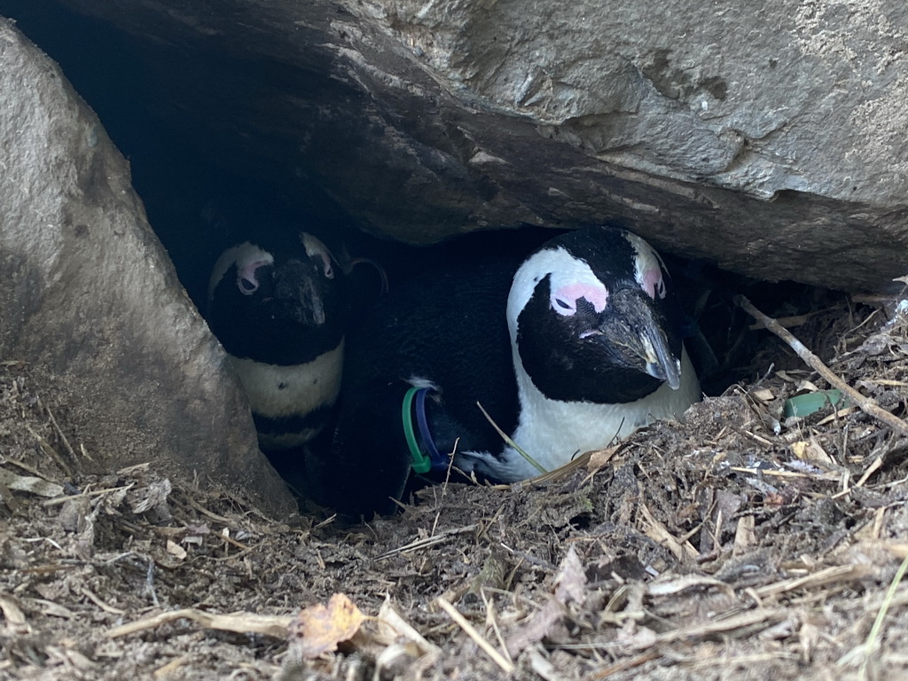 Brooding African Penguins at the Safaripark Beekse Bergen