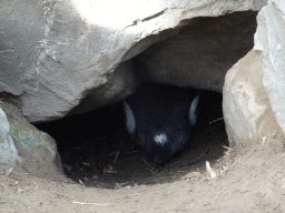 Brooding African Penguin at the Safaripark Beekse Bergen